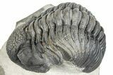 Curled Pedinopariops Trilobite - Mrakib, Morocco #287667-2